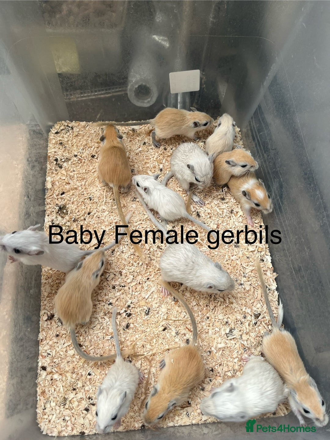 Gerbil rodents for sale: Baby gerbils  - Image 2