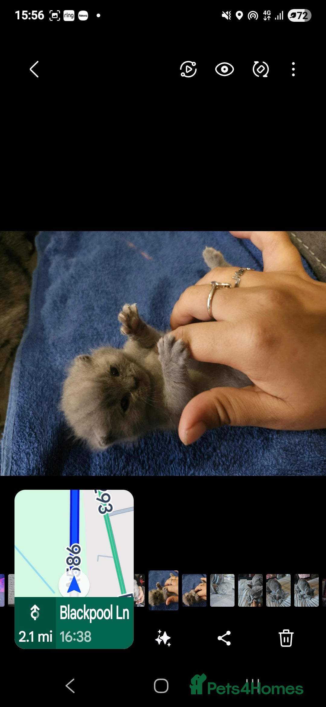 British Shorthair cats for sale: British Shorthair 1 little girl - Image 3