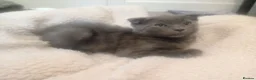 Russian Blue cats for sale: Russian blue Scottish fold mix stunning breed  - Advert 12