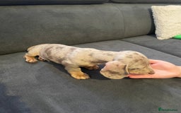 Miniature Dachshund dogs for sale: KCRegistered Miniature SmoothHaired Dachshund Boys - Image 23