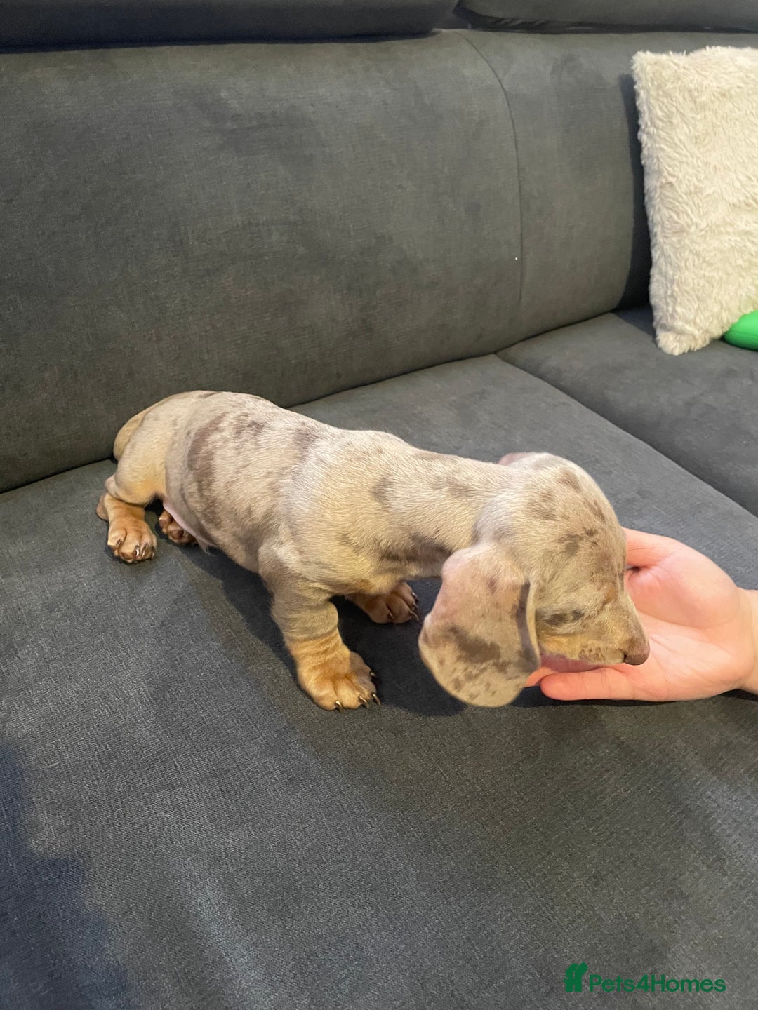 Miniature Dachshund dogs for sale: KCRegistered Miniature SmoothHaired Dachshund Boys - Image 23