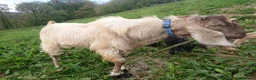 Goats livestock for sale: Pedigree Anglo Nubian Buck for sale in Carmarthen - Advert 4