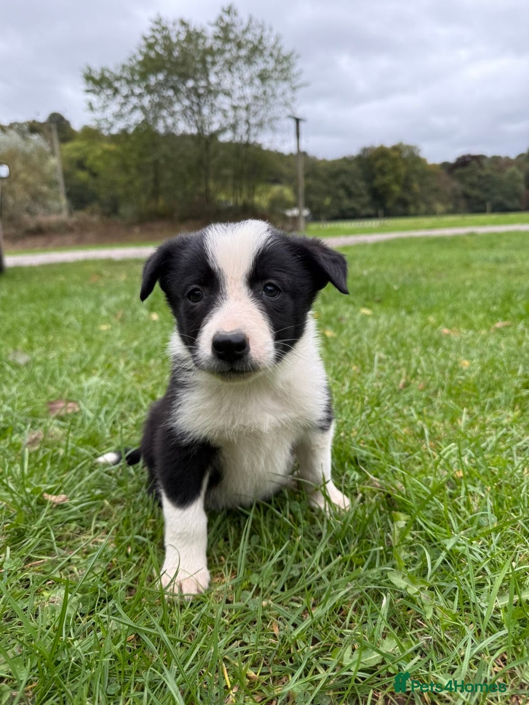 Border Collie dogs for sale: Border collies puppies - Image 21