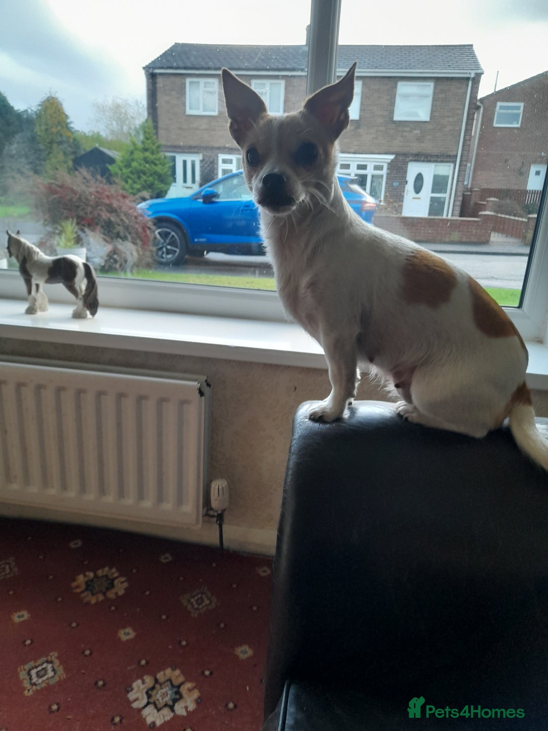 Mixed Breed dogs for sale: Jackawha - Advert 4