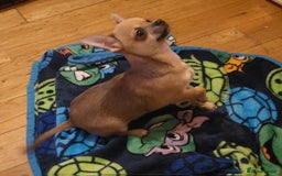 Chihuahua dogs for sale: Loyal and loving Chihuahua's for sale  - Image 5