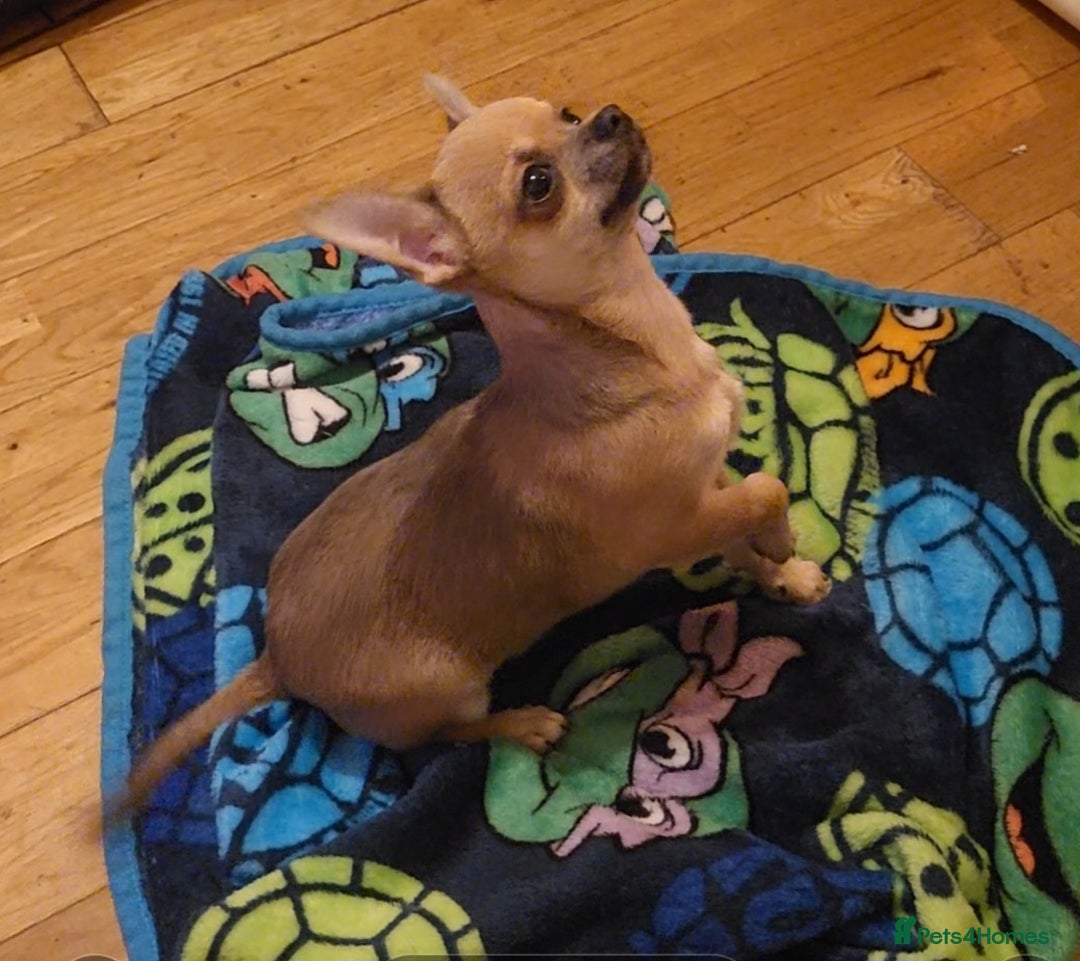Chihuahua dogs for sale: Loyal and loving Chihuahua's for sale  - Image 5