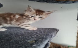 Maine Coon cats for sale: Stunning pedigree Mainecoon Kittens  - Image 5