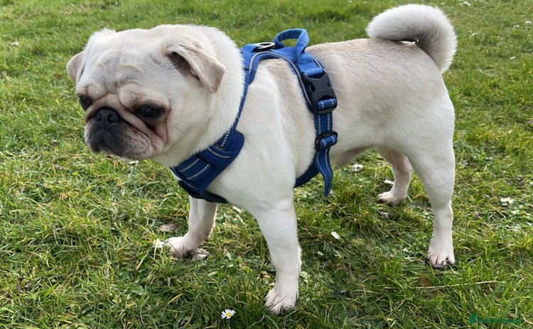 Pug dogs - Advert 1
