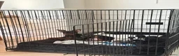 Chinese Red Dog dogs for sale: Chinese Red Dog Puppy  - Advert 3