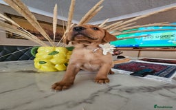Labrador Retriever dogs for sale: Red Fox Labrador . Ready to Leave 😘 - Image 5