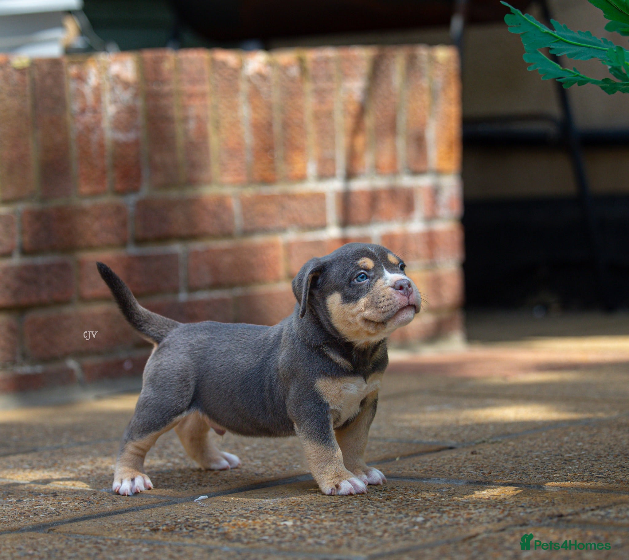 American Bully dogs American Bully pocket ABKC registered  - Advert 1