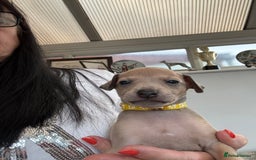 Italian Greyhound dogs for sale: Beautiful Italian Greyhound puppies - Image 15