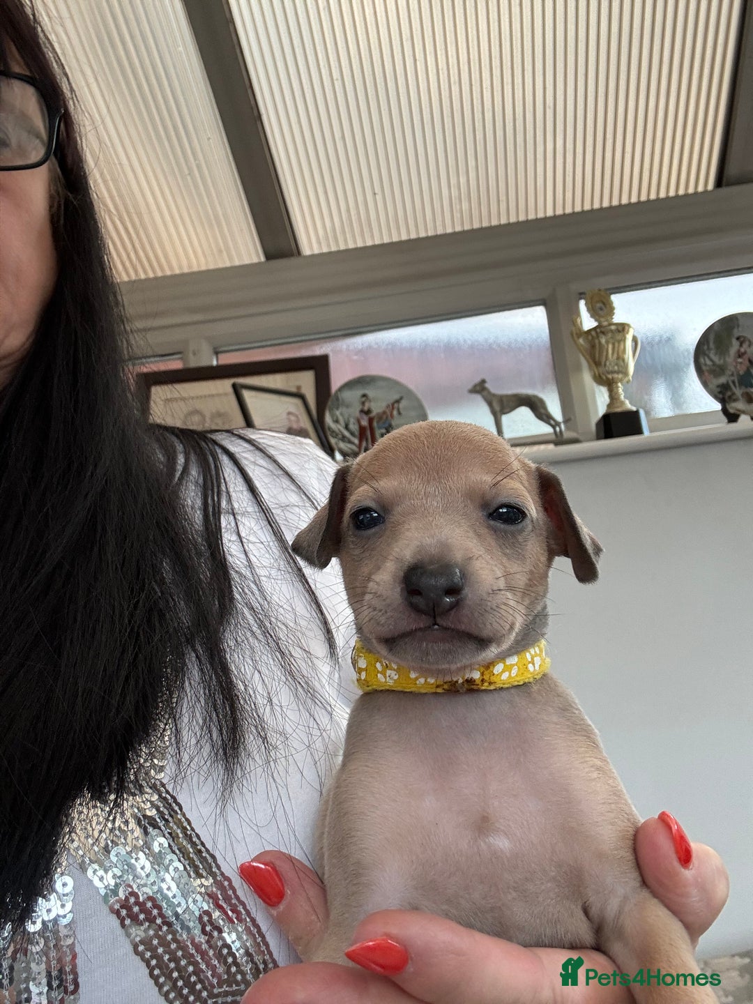 Italian Greyhound dogs for sale: Beautiful Italian Greyhound puppies - Image 15