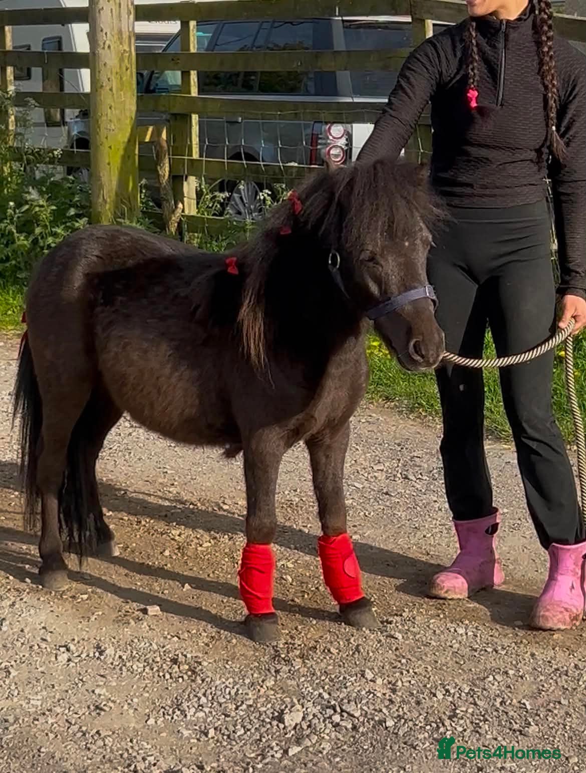 Shetland pony horses For sale 3 years stalion - Advert 2