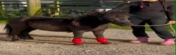 Shetland pony horses for sale: For sale 3 years stalion - Advert 1