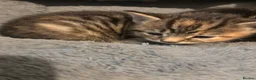 Mixed Breed cats for sale: Kittens for sale to good homes  - Advert 6