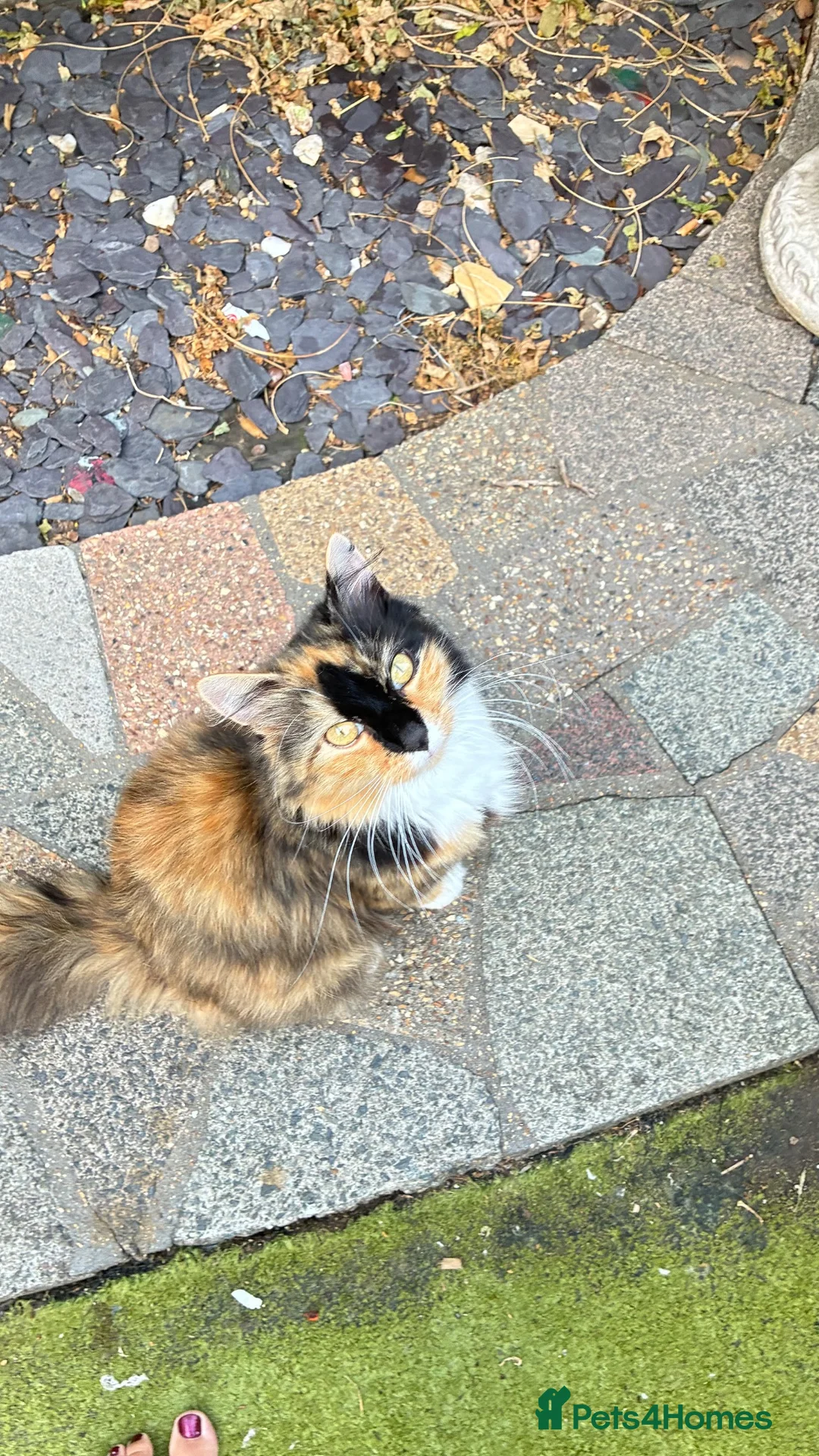 Mixed Breed cats for sale:  Males kittens  - Advert 7