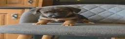 Jack Russell dogs for sale: Traditional Working Jack Russell Pups  - Advert 9