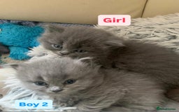 British Longhair cats for sale: British Long/Short Hair Adorable Kittens - Advert 11