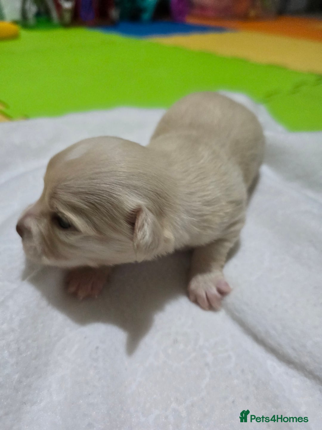 Chihuahua dogs for sale: Beautifull Chihuahua Puppies - Advert 3