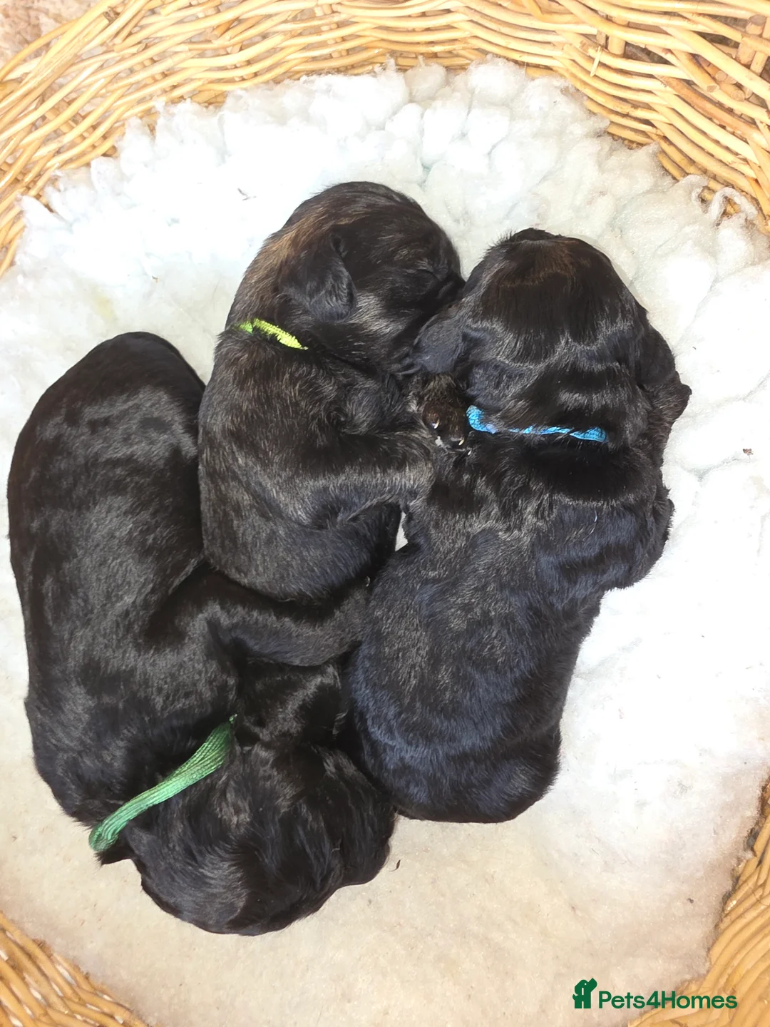 Goldendoodle dogs for sale: Outstanding F1 Goldendoodle Puppies - Advert 14