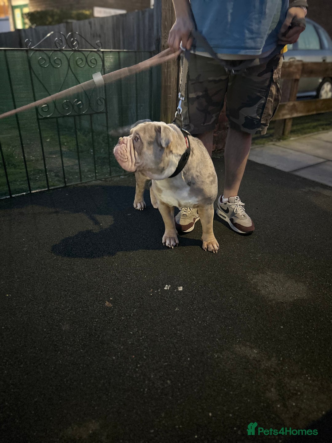 English Bulldog dogs for sale: New English bulldog  - Image 2