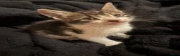 Domestic Shorthair cats for sale: Beautiful playful loving kittens  - Advert 20
