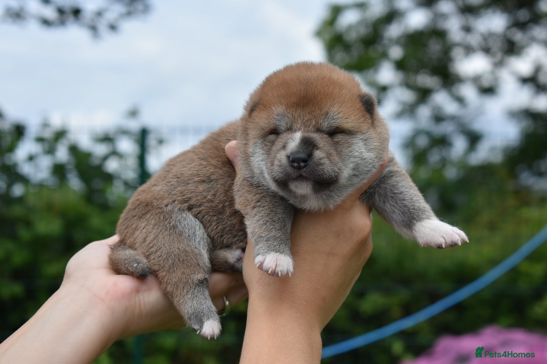 Japanese Shiba Inu dogs for sale: Beautiful Japanese Shiba Inu Puppies - Image 22