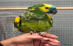 Parrots birds for sale: Blue Fronted Amazon  - Image 5