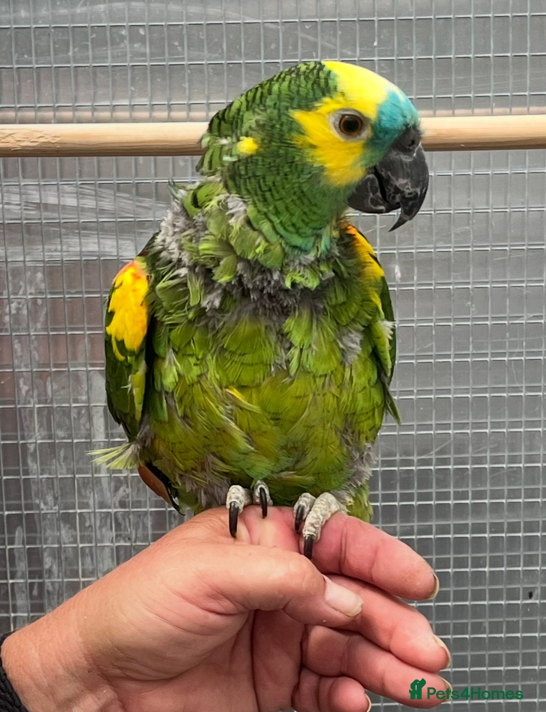 Parrots birds for sale: Blue Fronted Amazon  - Image 5