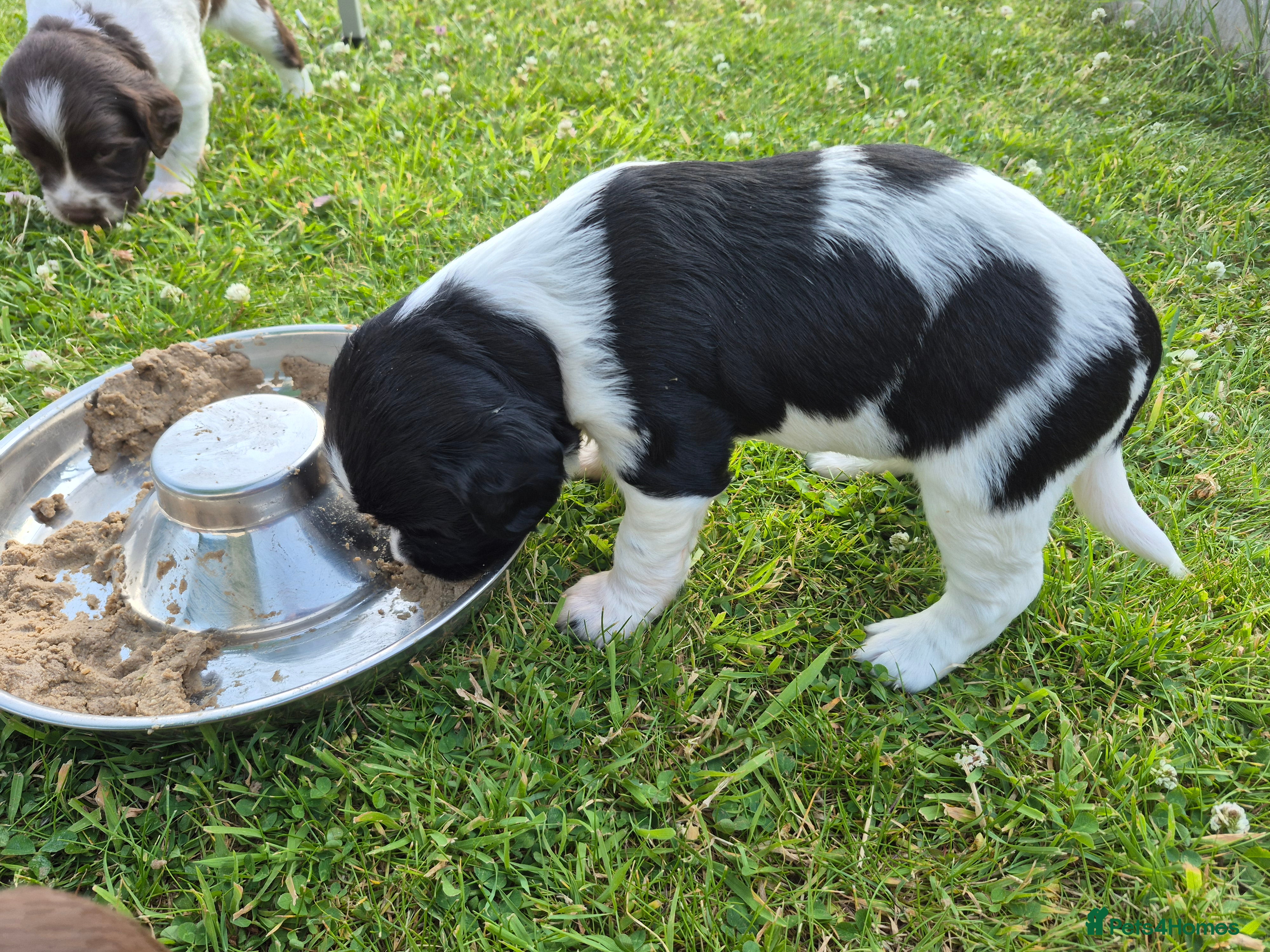 Springador dogs Springador X English springer spaniel pups - Advert 2