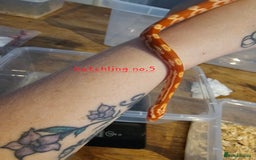 Corn Snake reptiles for sale: Beautiful corn snakes  - Image 33