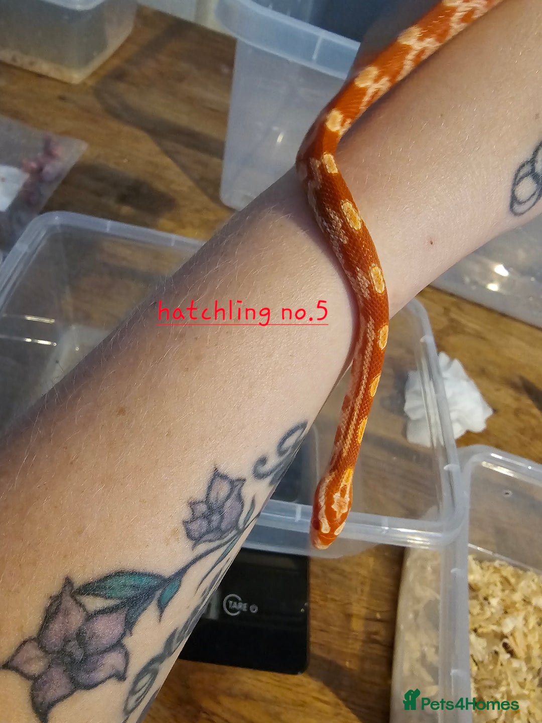 Corn Snake reptiles for sale: Beautiful corn snakes  - Image 33