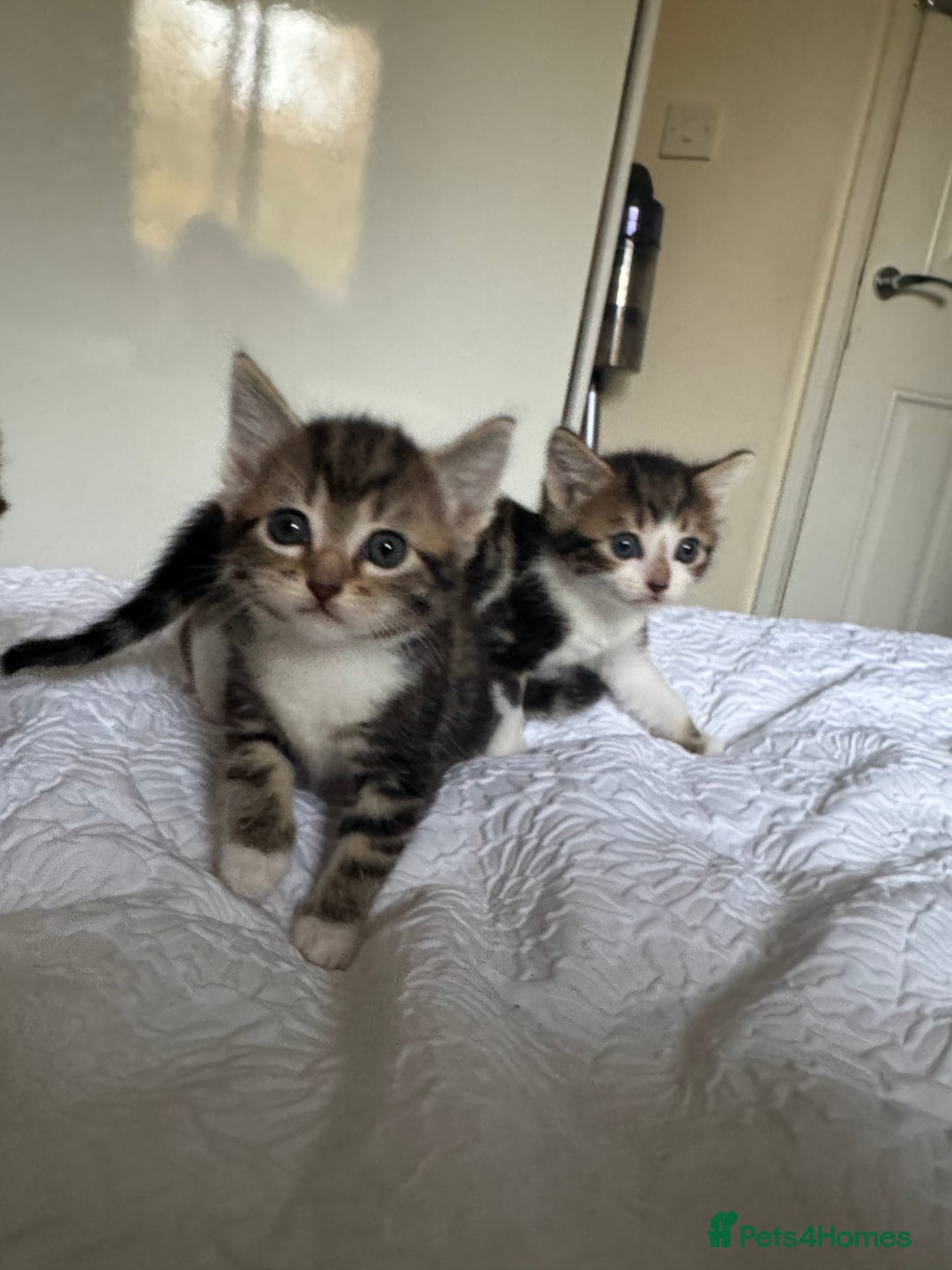Domestic Shorthair cats for sale: 7 kittens ready 22nd November  - Image 9