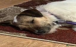 Mixed Breed dogs for adoption: Zori - Badersfield Norfolk  - Image 22
