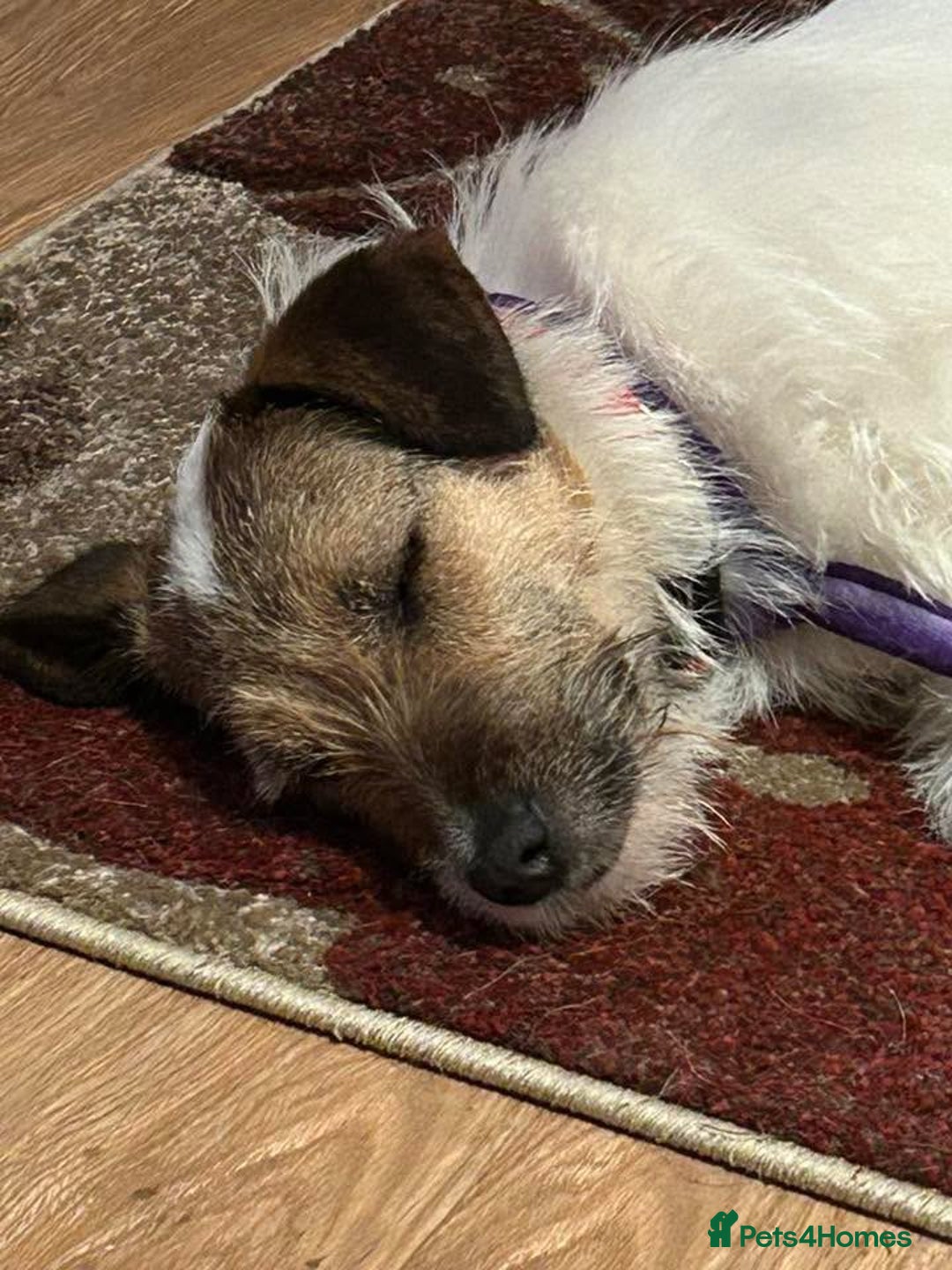 Mixed Breed dogs for adoption: Zori - Badersfield Norfolk  - Image 22