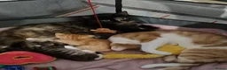 Mixed Breed cats for sale: Kittens - Advert 7