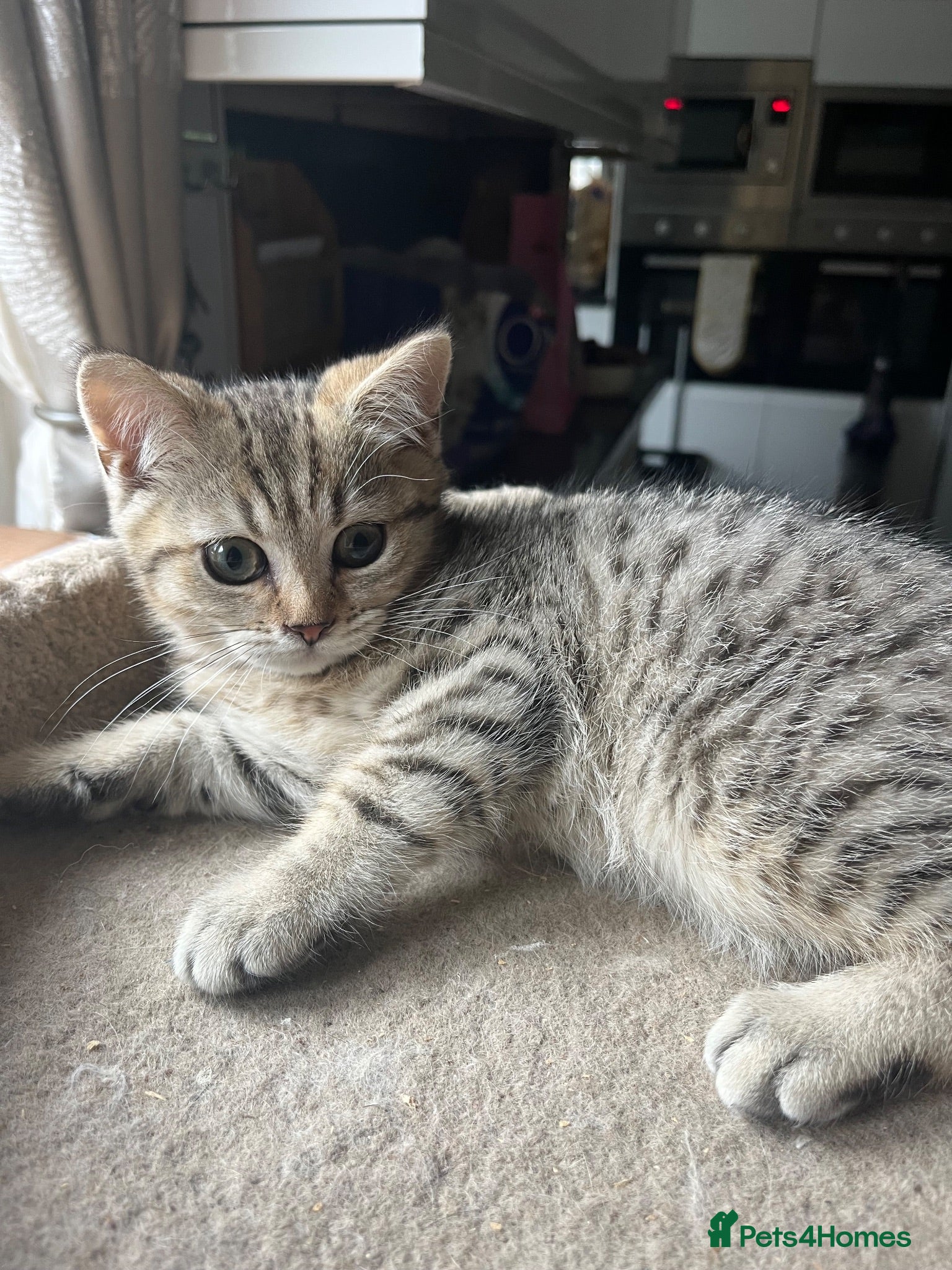 British Shorthair cats Gccf male British Shorthair kitten  - Advert 15