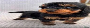 Cockapoo 2