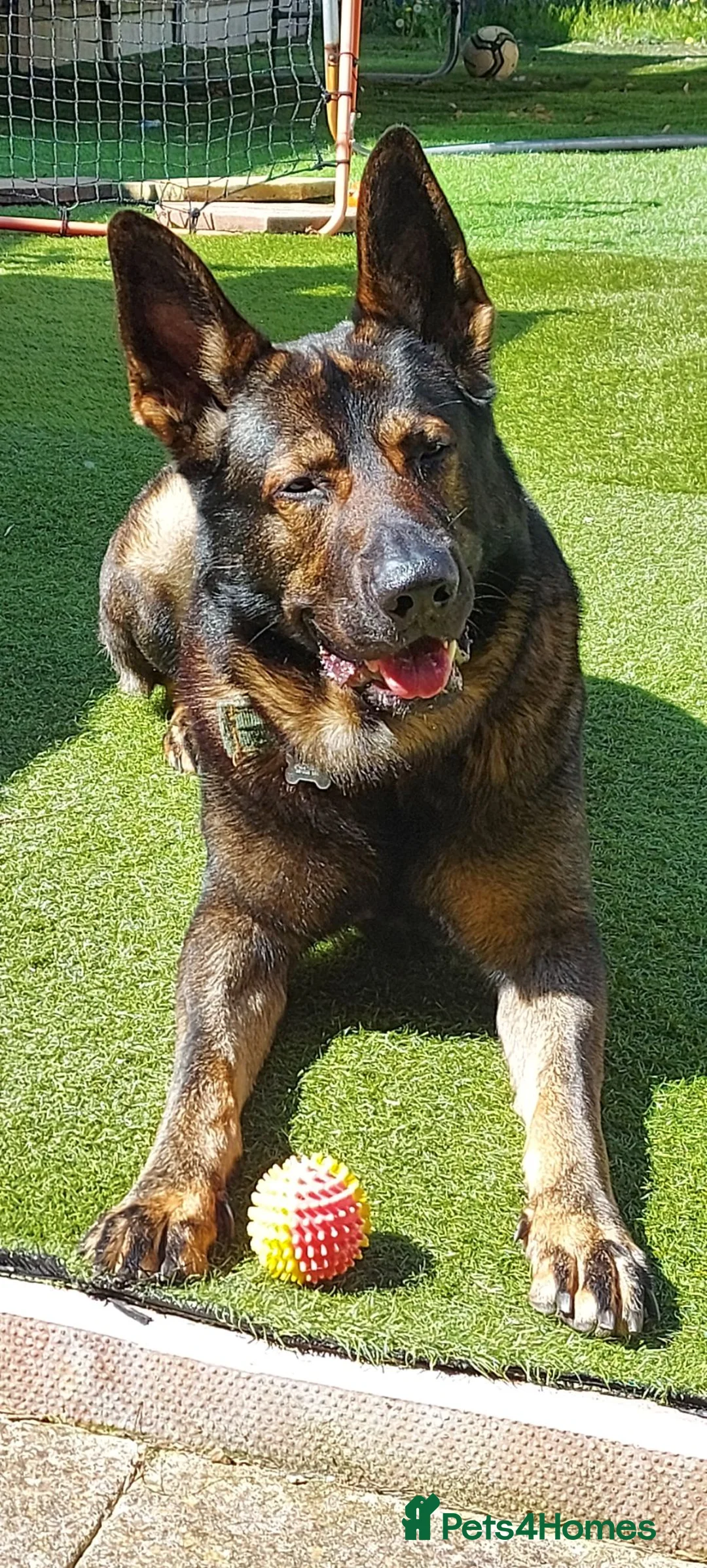 German Shepherd dogs for stud: Beautiful male GSD - Advert 1