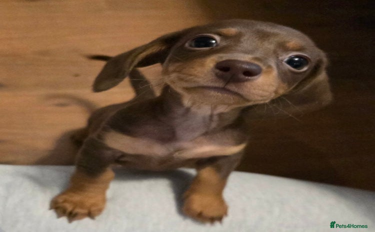 Miniature Dachshund dogs KC registered miniature dachshund  - Advert 5