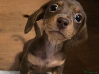Miniature Dachshund dogs KC registered miniature dachshund - Advert 1