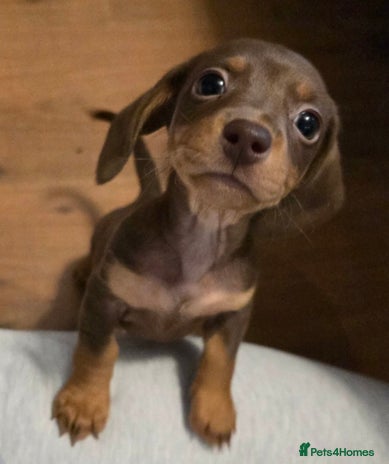 Miniature Dachshund dogs KC registered miniature dachshund - Advert 1
