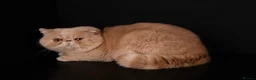 Exotic cats for stud: GCCF Registered Exotic Shorthair Stud- Proven Male - Advert 3