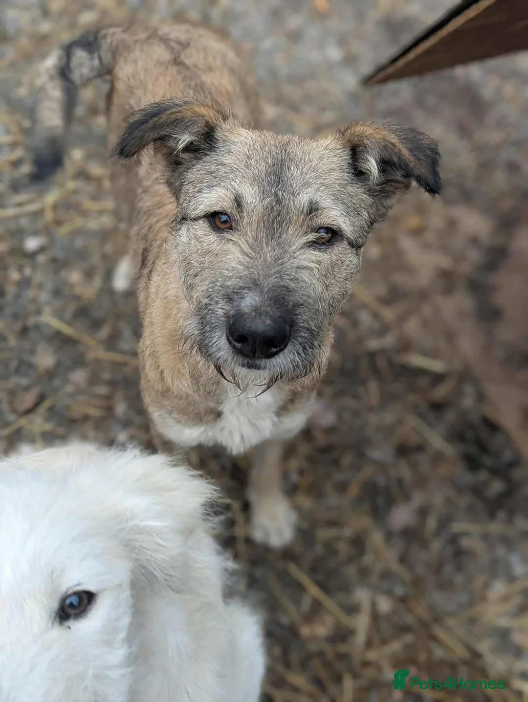 Mixed Breed dogs for adoption: Toffee is looking for a home!  - Advert 2