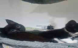 Domestic Shorthair cats for sale: Kittens - Image 6