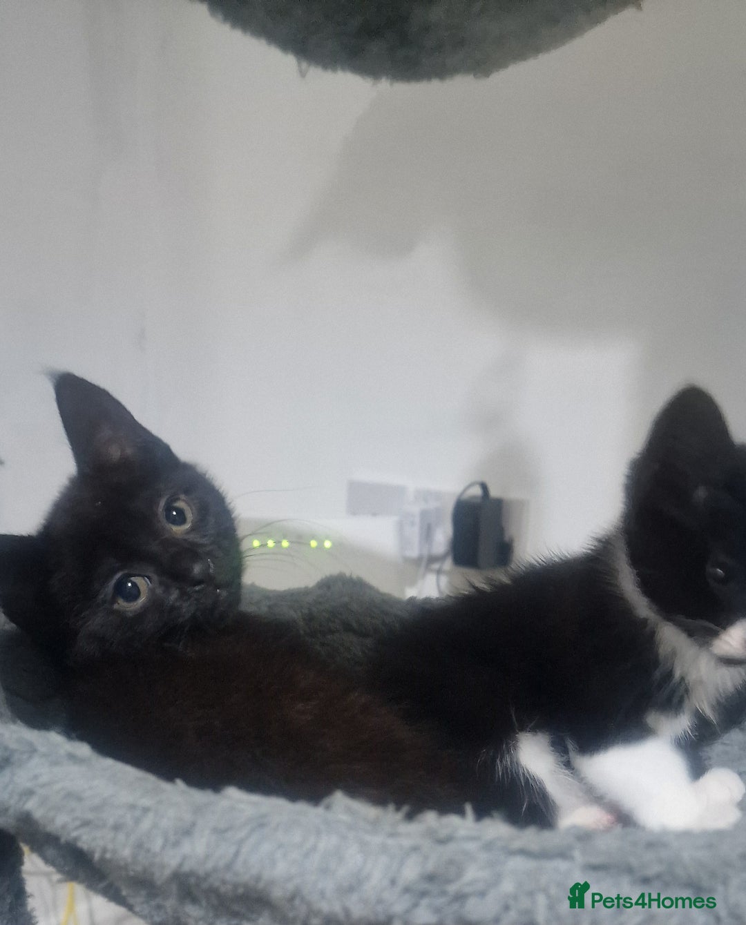 Domestic Shorthair cats for sale: Kittens - Image 6