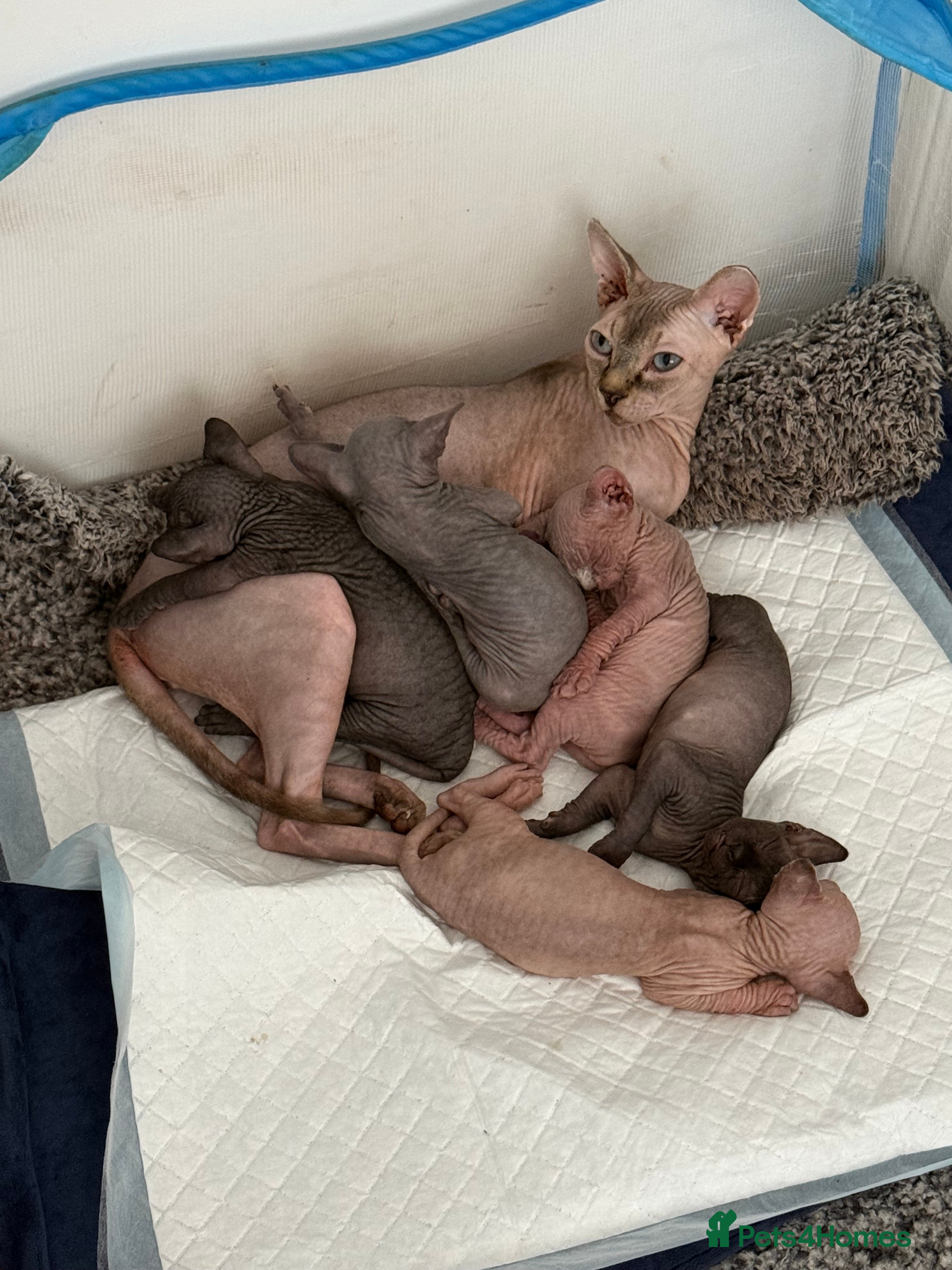 Sphynx cats TICA REGISTERED Sphynx Kittens for Sale - Advert 2