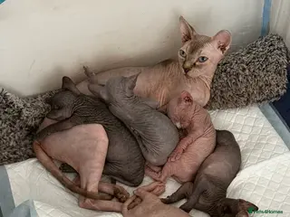 Sphynx cats TICA REGISTERED Sphynx Kittens for Sale - Advert 2
