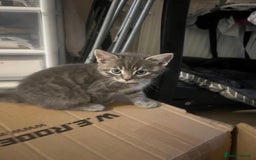 Mixed Breed cats for sale: Beautiful 1/2 Russian blue kittens  - Image 4